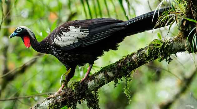 Jacutinga Brasileira: Curiosidades Fascinantes