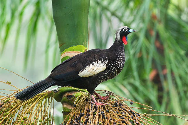 Jacutinga: Habitat Natural e Comportamento
