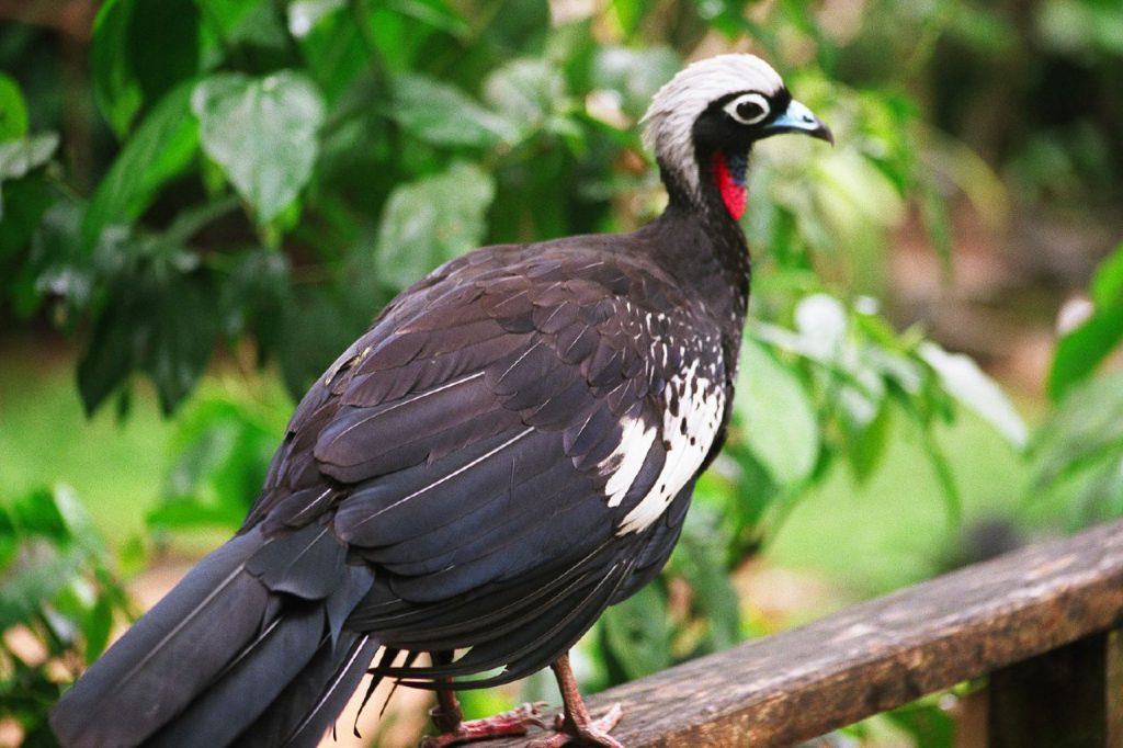 Jacutinga na Natureza