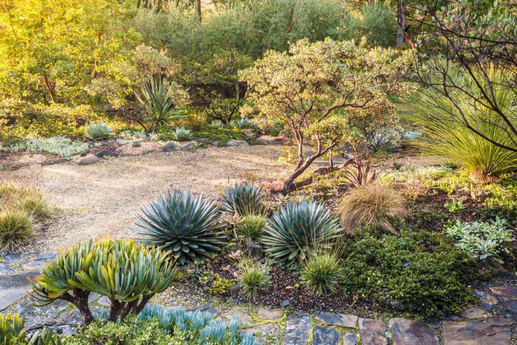 Jardim Xeriscaping