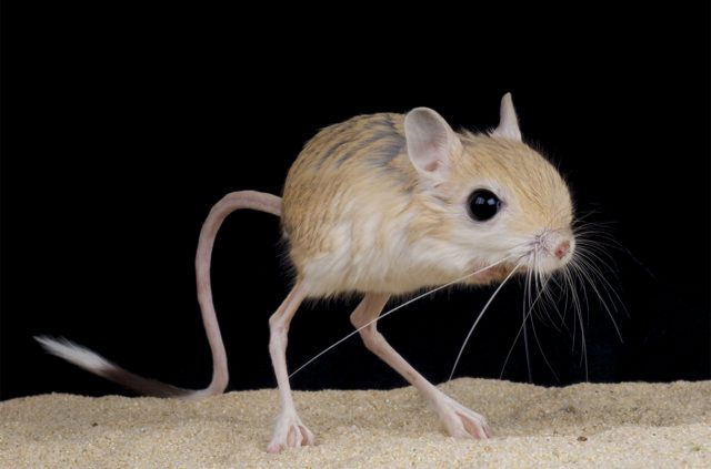 Jerboa Visto de Perto 