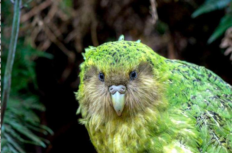 Kakapo