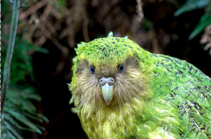 Kakapo