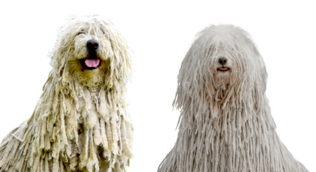 Cuidados com o Pelo do Komondor
