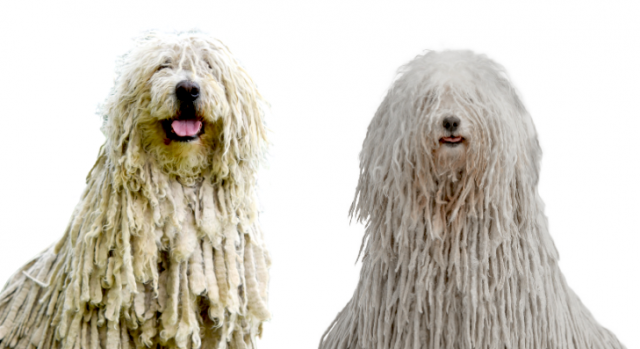 Komondor Antes e Depois de Escovado