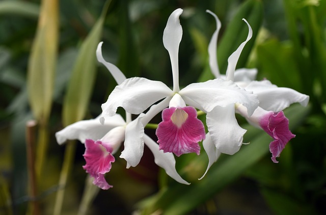 Laelia purpurata Branca e Rosa