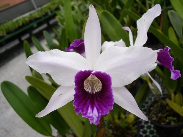 Laelia purpurata: Significados Profundos
