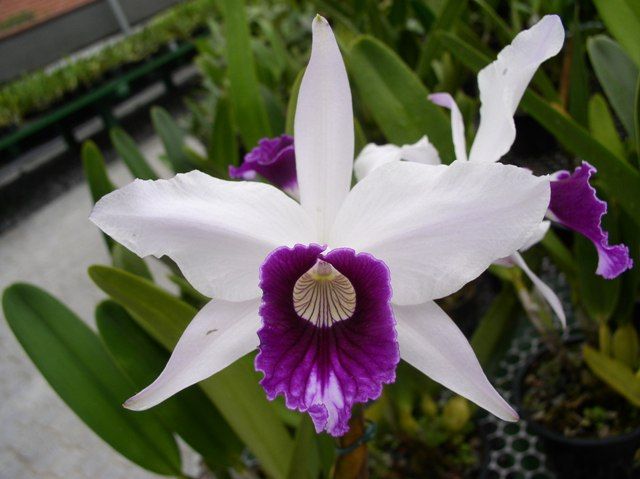 Laelia-purpurata-Branca-e-Roxa