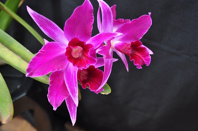 Laelia purpurata Rosa