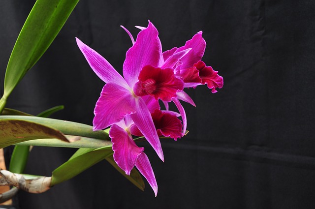 Laelia purpurata Vista de Perto