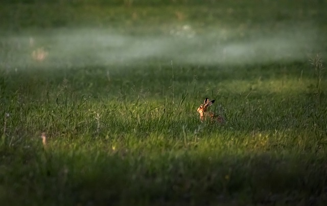 Lebre na Natureza