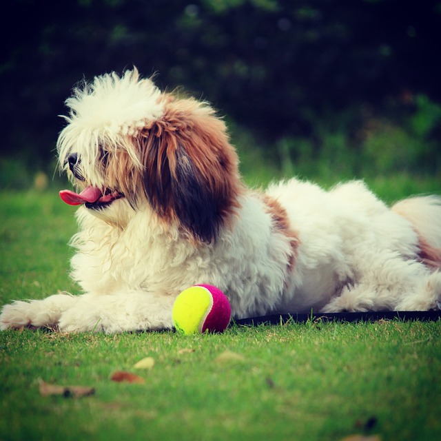 Lhasa Apso acostado junto a la pelota