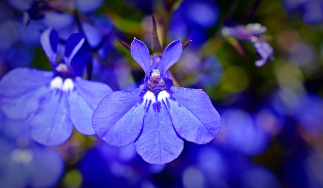 Lobelia Azul