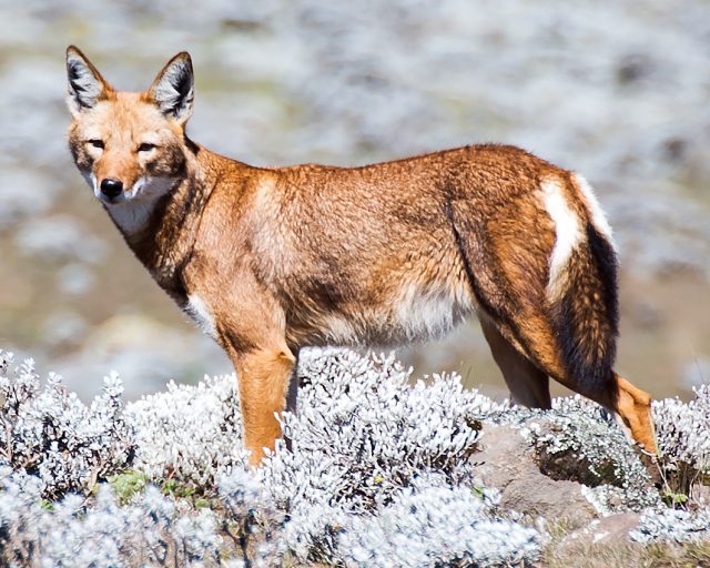 Lobo etíope en la naturaleza