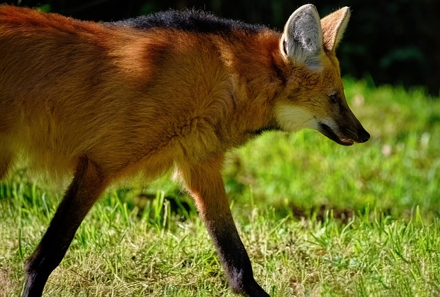 Lobo Guará na Natureza