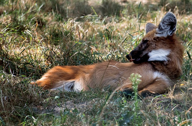 Lobo de crin en la naturaleza