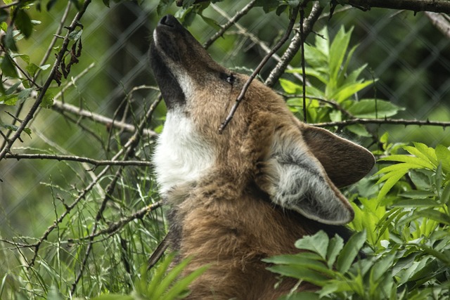 Lobo de crin en medio del bosque