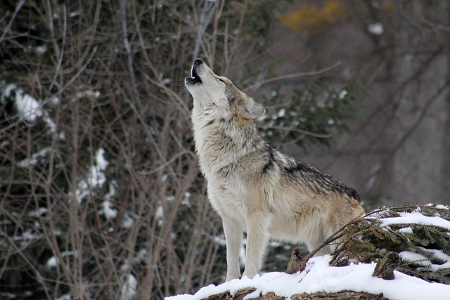 Lobo Uivando