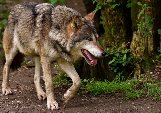 Lobo na Natureza