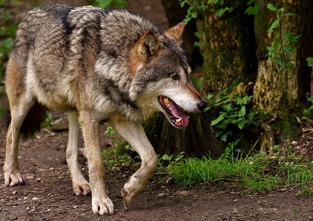 Lobo na Natureza 