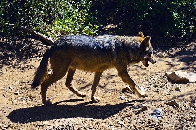 Lobo na Natureza