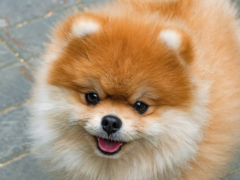 Lulu da Pomerânia Peludo