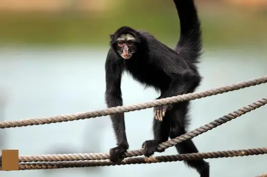 Macaco-Aranha-Testa-Branca Andando Sob Cordas
