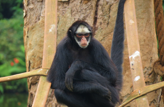 Macaco-Aranha-Testa-Branca Sob Galho