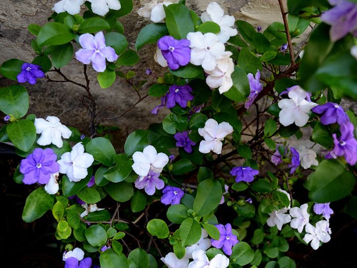 Manacá-de-Cheiro: Jardim Perfumado