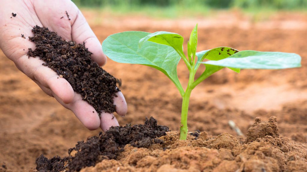 Mão Humana Adubando Planta