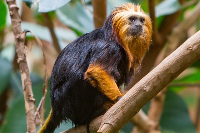 Mico-Leão-de-Cara-Dourada na Natureza