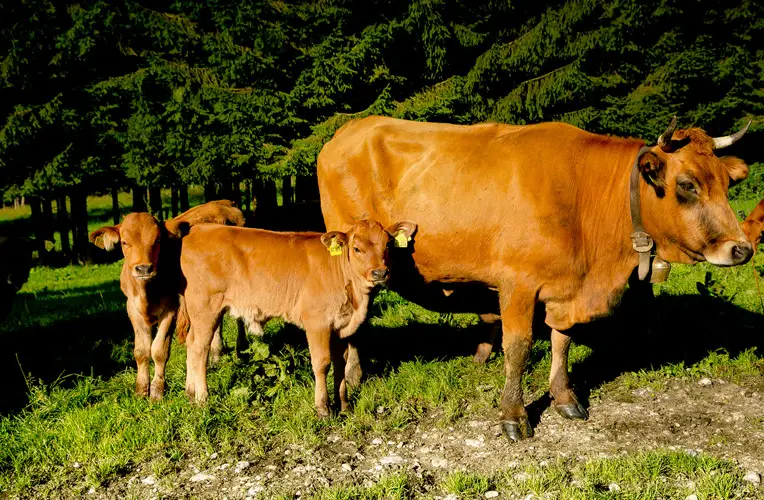 Murnau-Werdenfels com Filhotes no Pasto