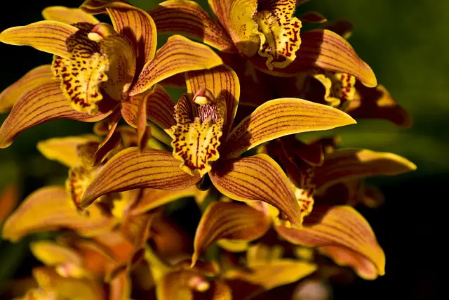 Orquídea Cymbidium Laranja