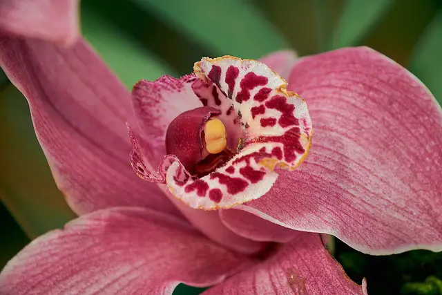 Orquídea Cymbidium Laranja