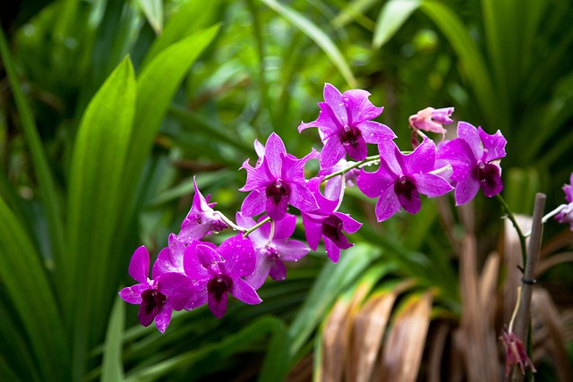 Orquídea Roxa 