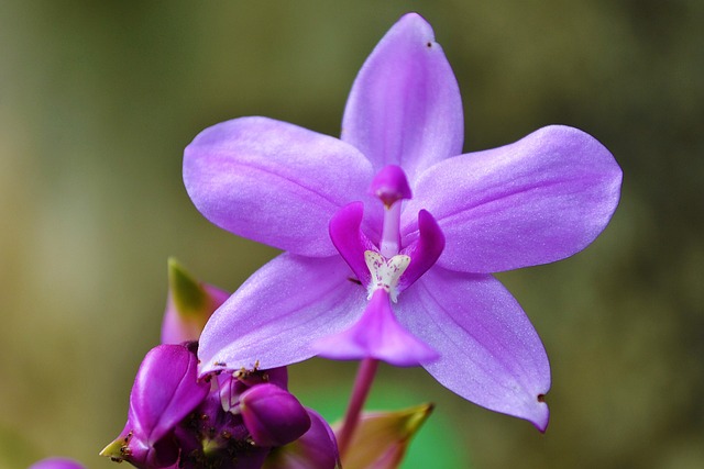 Orquídea Roxa