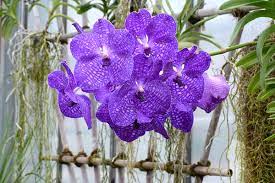 Orquídea Vanda Lilás 