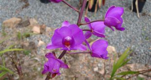 Orquídea do Pantanal