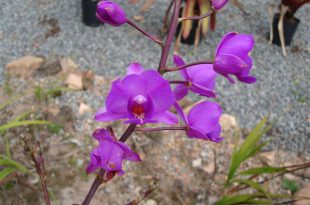 Orquídea do Pantanal