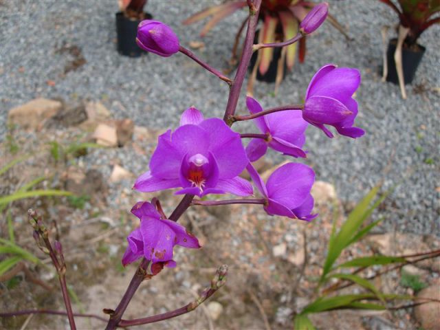 Orquídea do Pantanal