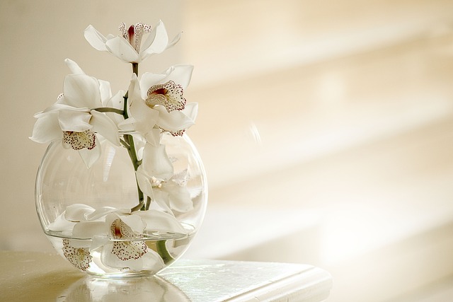 Orquídea no Vaso