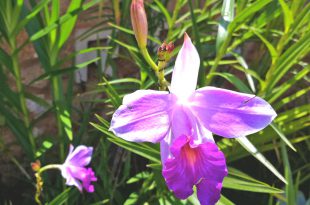 Orquídeas Lilás de Solo