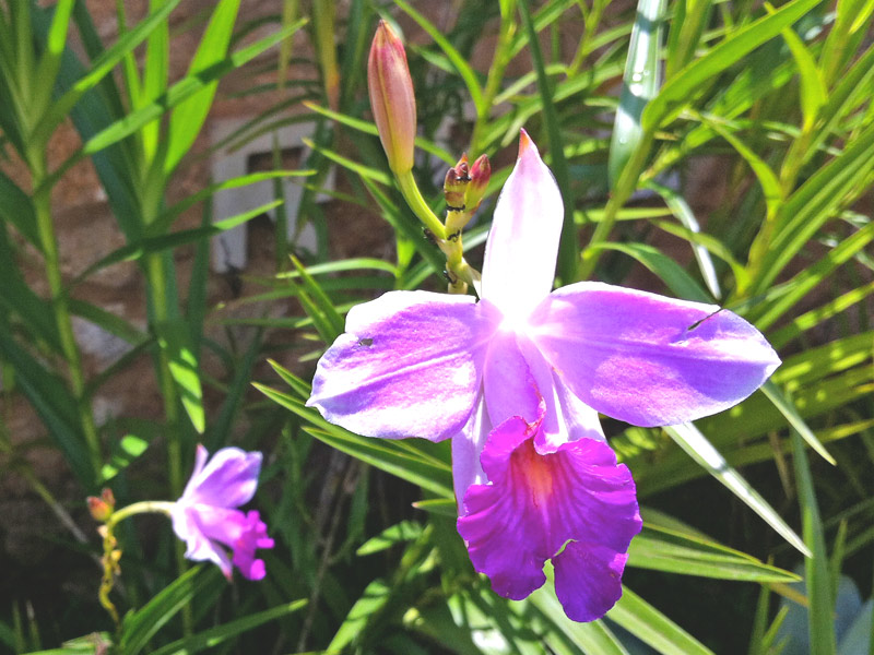 Orquídeas Lilás de Solo