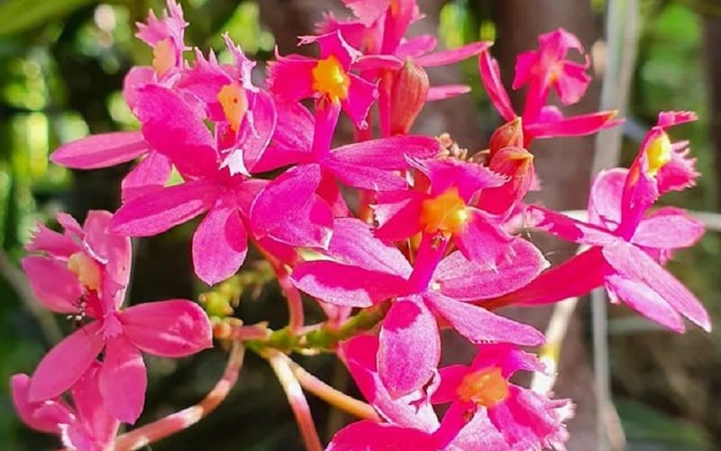 Orquídeas Rosas Terrestres