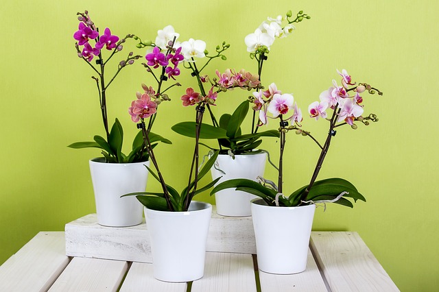 Orquideas em Vasos