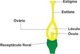 Ovário da Flor