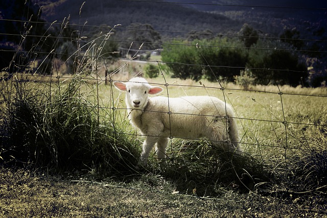Ovejas en el pasto