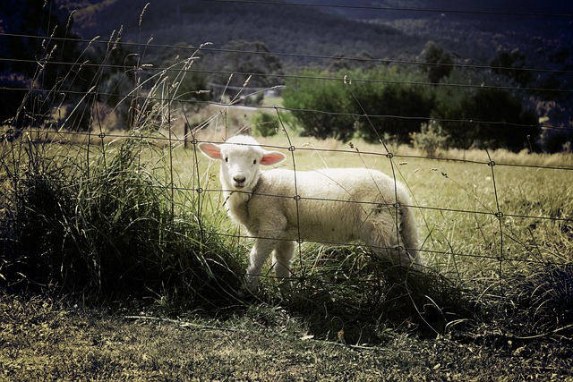 Ovelha no Pasto