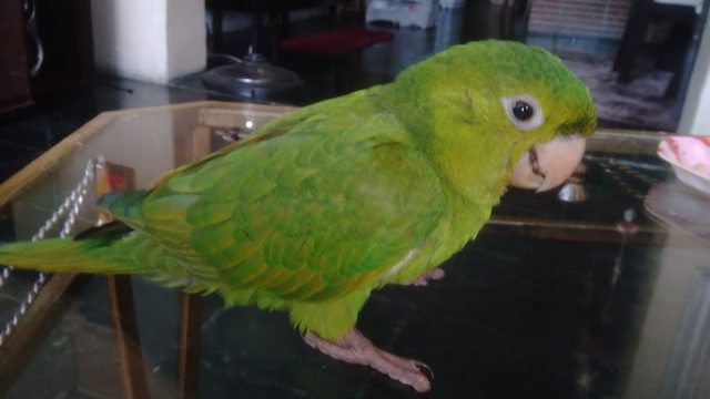 Loro en la mesa