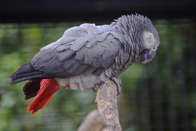 Papagaio do Congo 